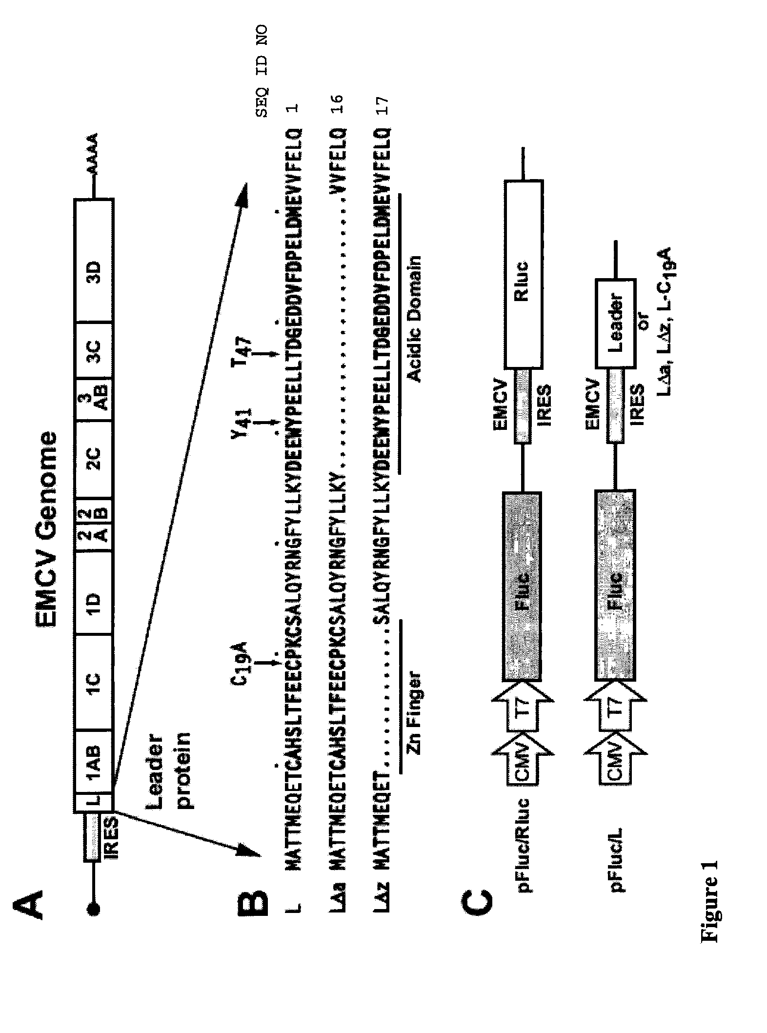 Protein inhibitor of Ran activity and methods of use thereof