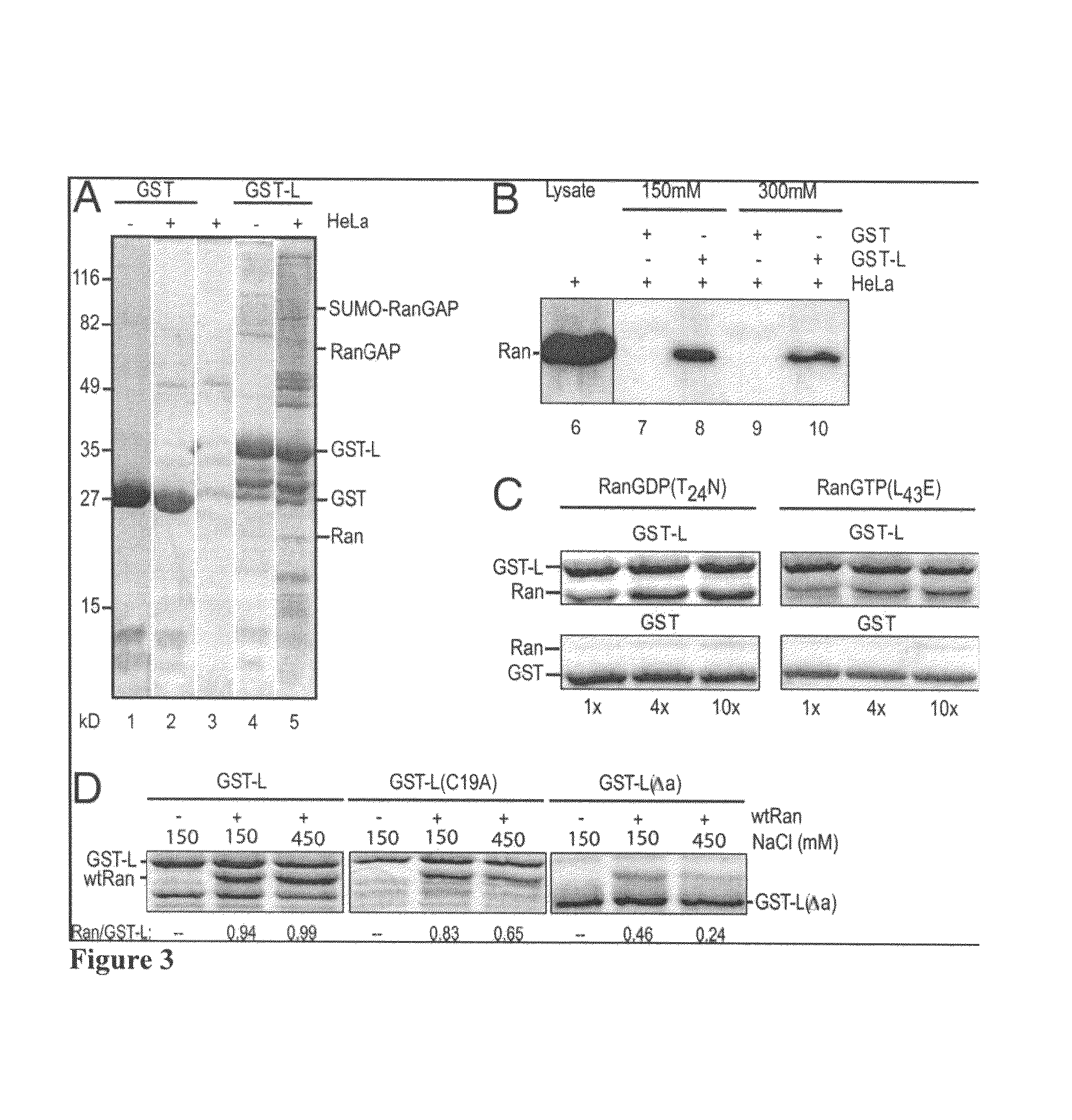 Protein inhibitor of Ran activity and methods of use thereof