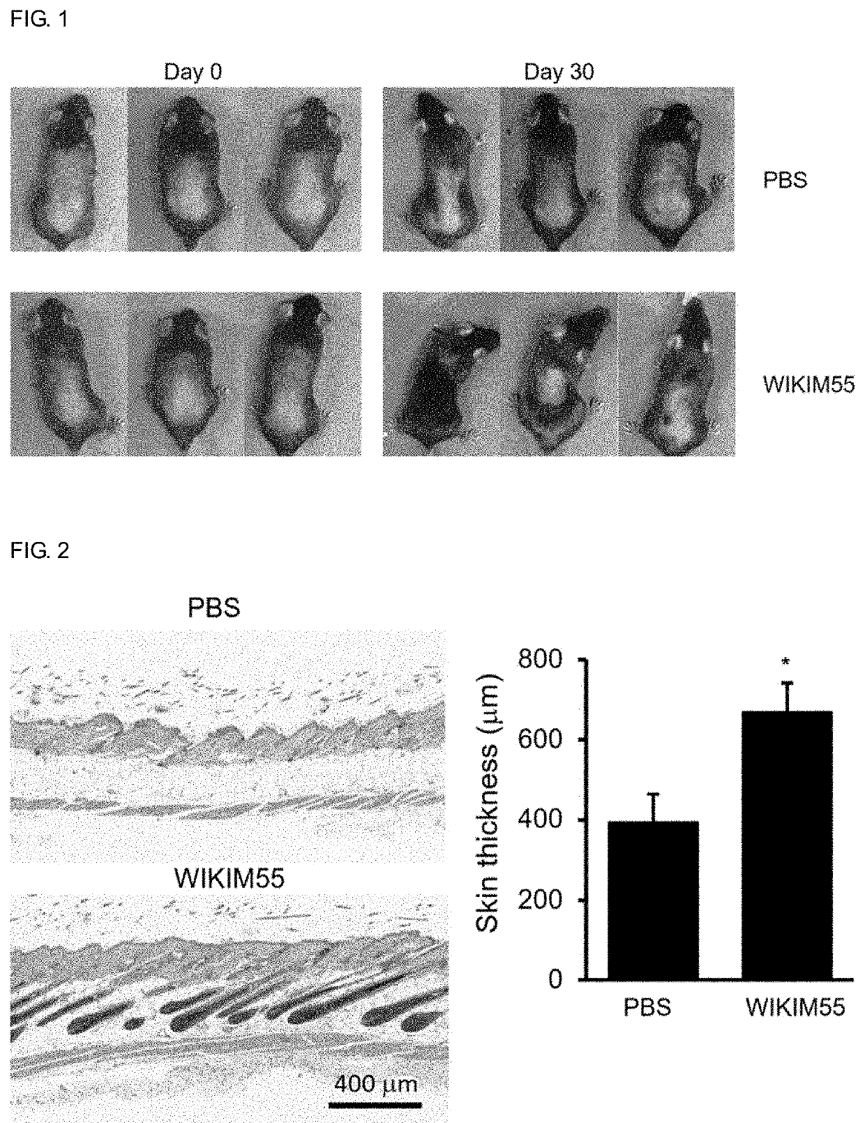 Lactobacillus curvatus wikim55 having activity of promoting hair growth, and composition containing same