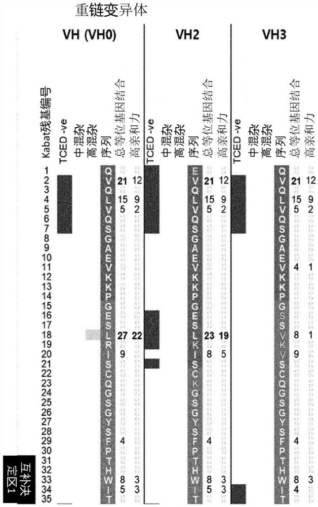 Anti-c-met antibody showing enhanced stability or antigen-binding fragments thereof