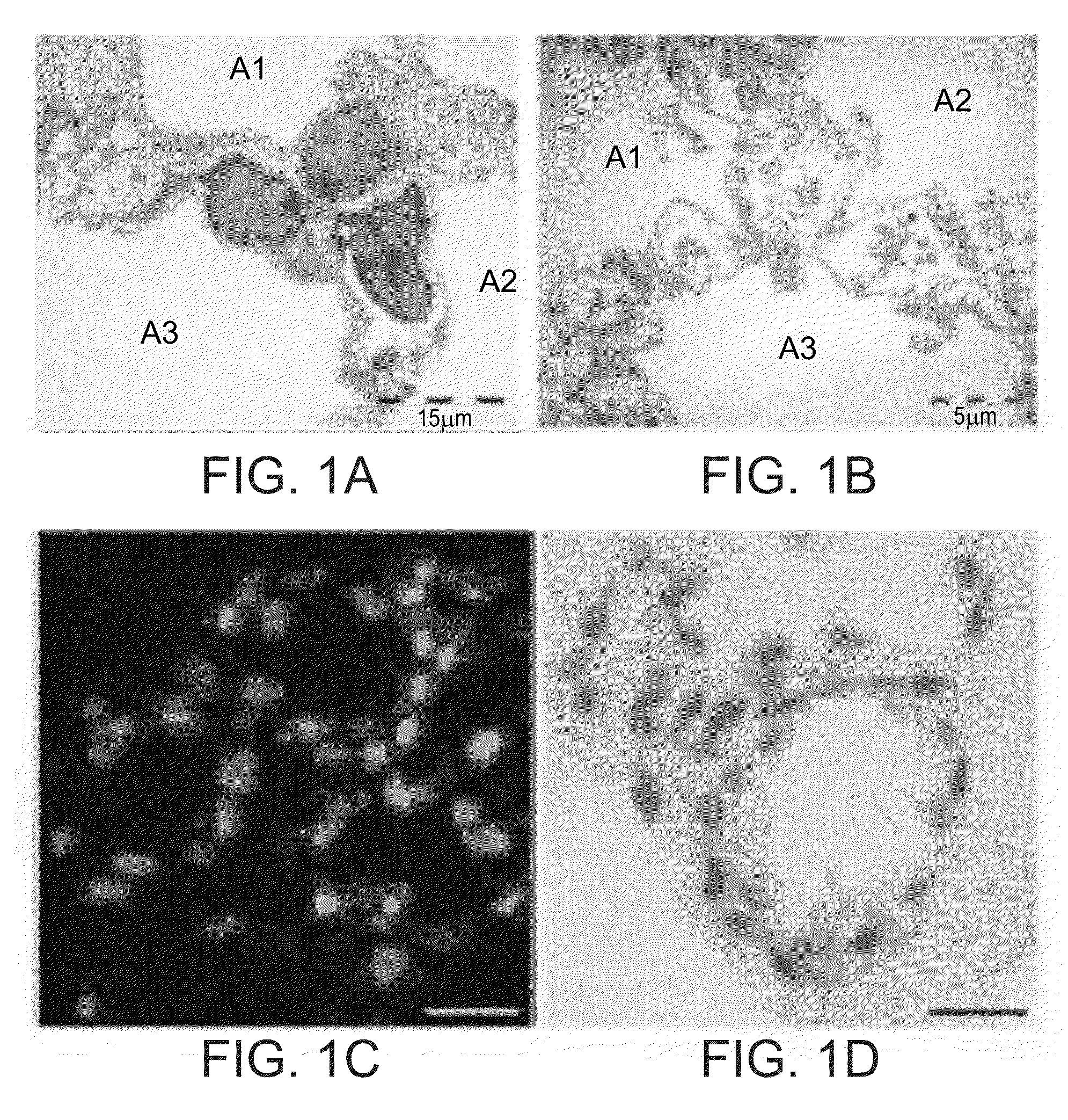 Methods of generating tissue using devitalized, acellular scaffold matrices derived from micro-organs