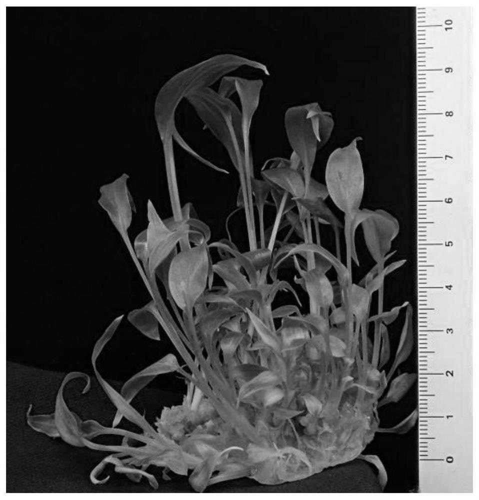 A kind of serial culture kit for regenerating Hooke ginger flower plant and its application