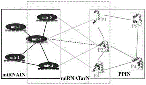 Method for predicting miRNA [micro-RNA (ribonucleic acid)] target proteins of miRNA regulation protein interaction networks