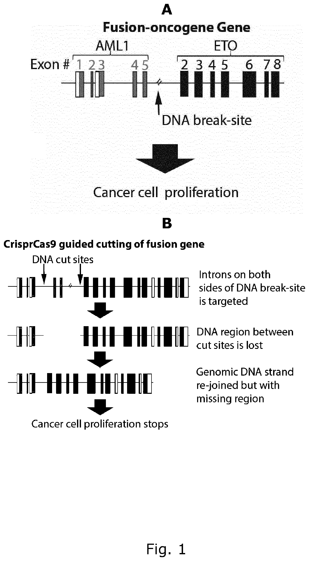 Crispr gene therapy of fusion gene related cancers