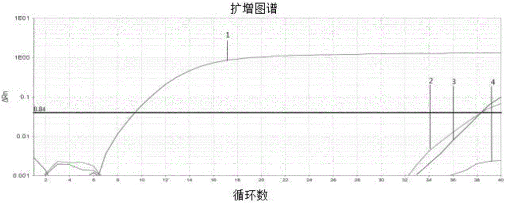 Primer, probe, kit and method for detecting bacillus erysipelatos-suis by fluorescent quantitative PCR (Polymerase Chain Reaction)