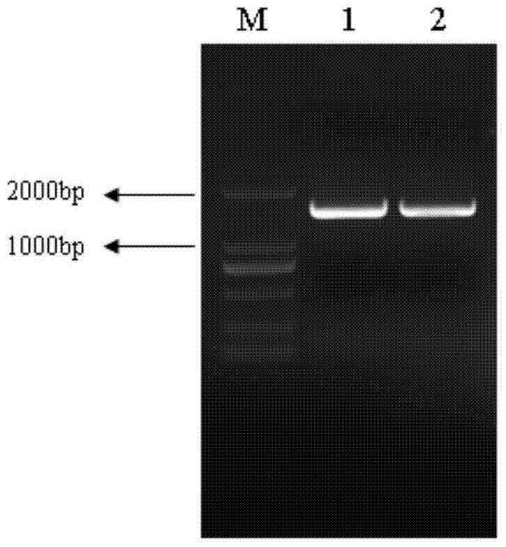 A kind of neutral endoglucanase produced by alkaliphilic streptomyces and its application