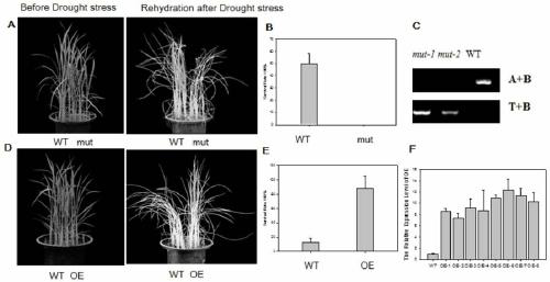 Application of OsNMCP1 gene in controlling drought tolerance in rice