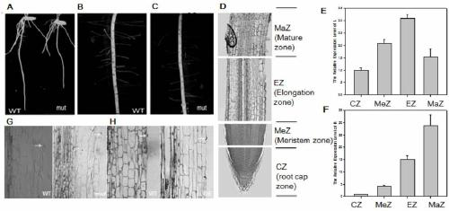 Application of OsNMCP1 gene in controlling drought tolerance in rice