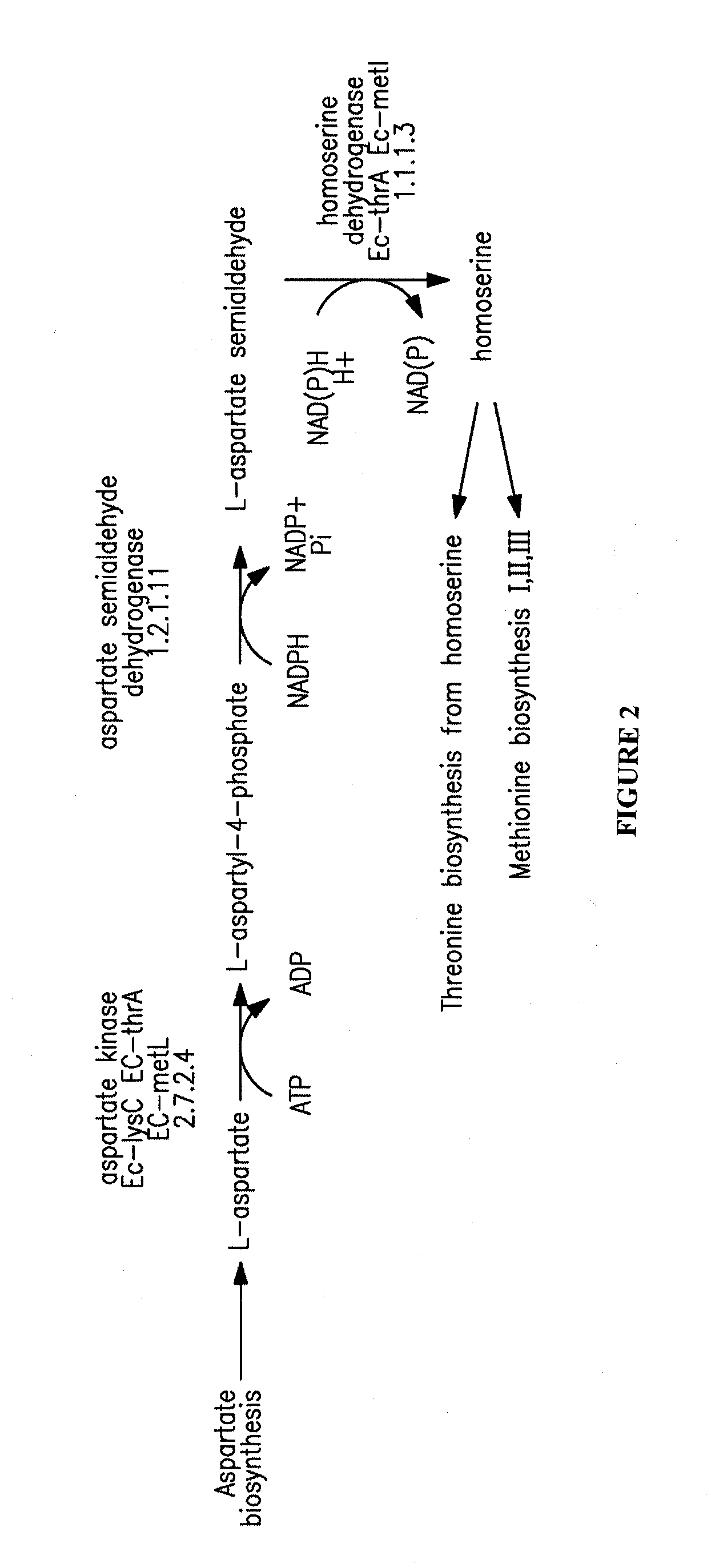 Microorganisms for the production of 1,4-butanediol and related methods