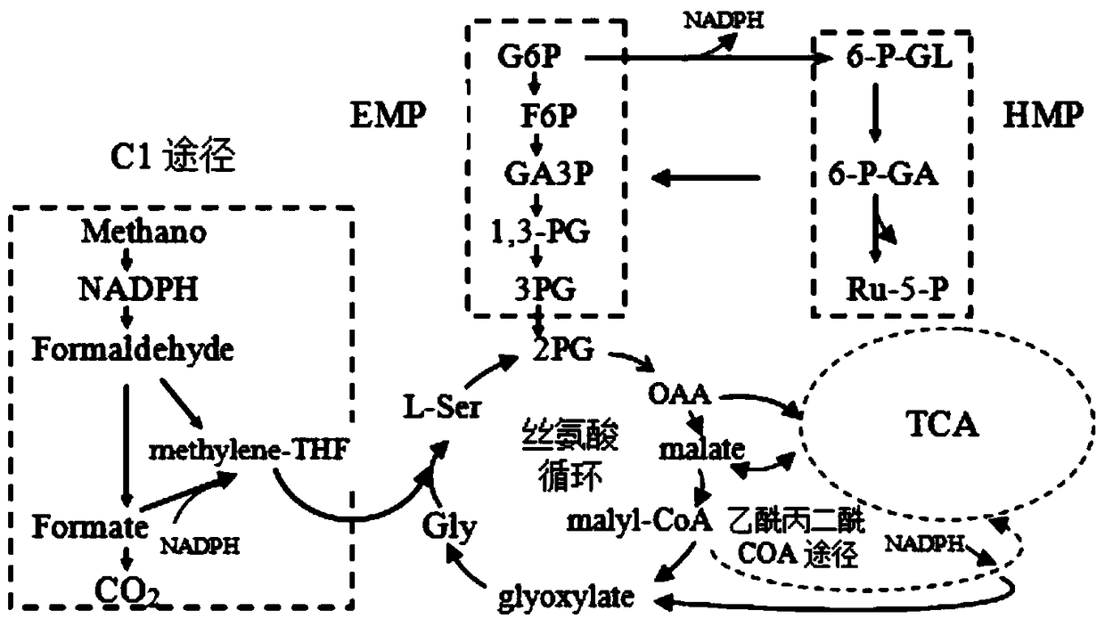 A gene encoding 6-phosphogluconate dehydrogenase and its application
