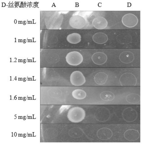 A gene encoding 6-phosphogluconate dehydrogenase and its application