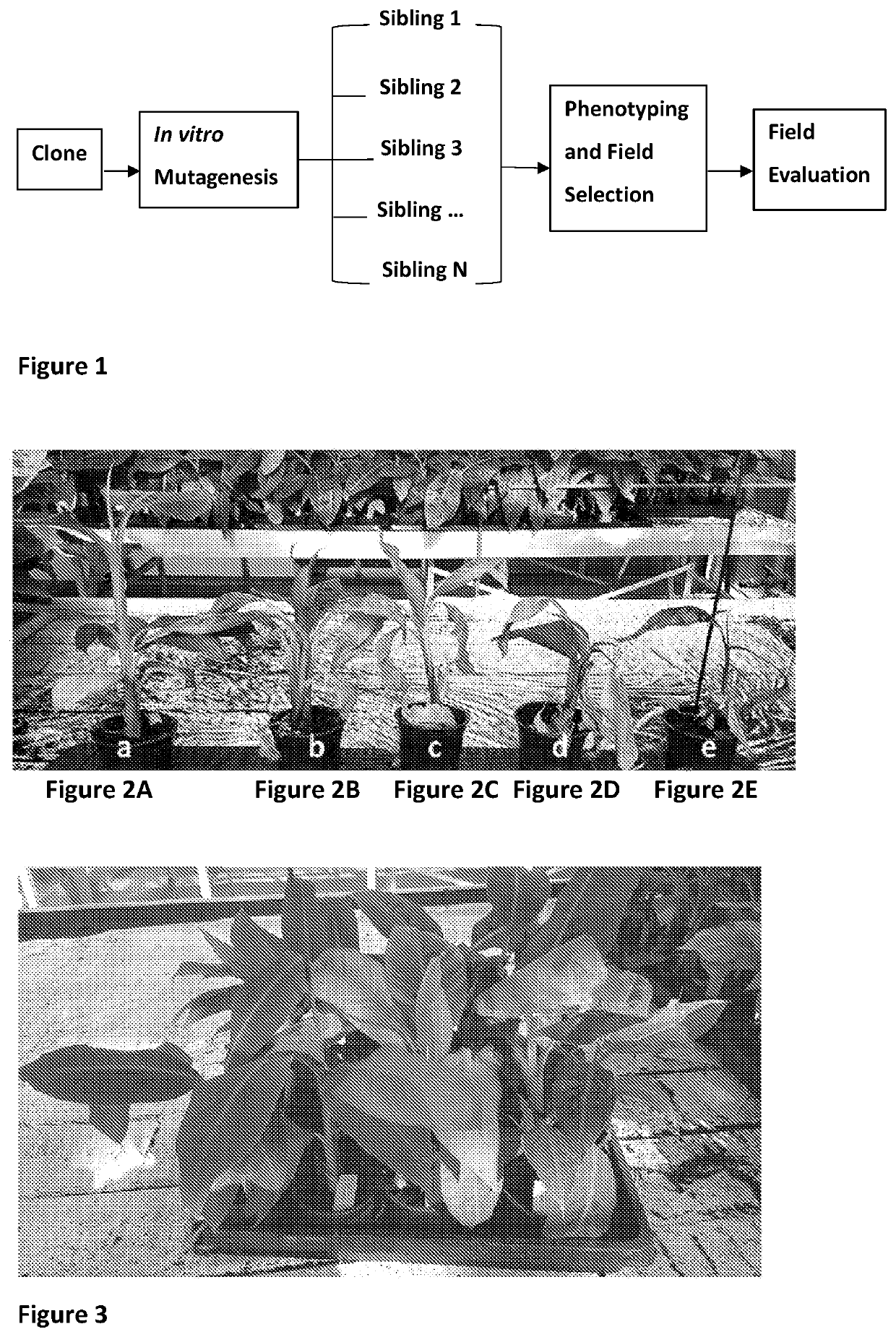 A method for producing banana plants with tolerance to fusarium oxysporum cubensis tr4