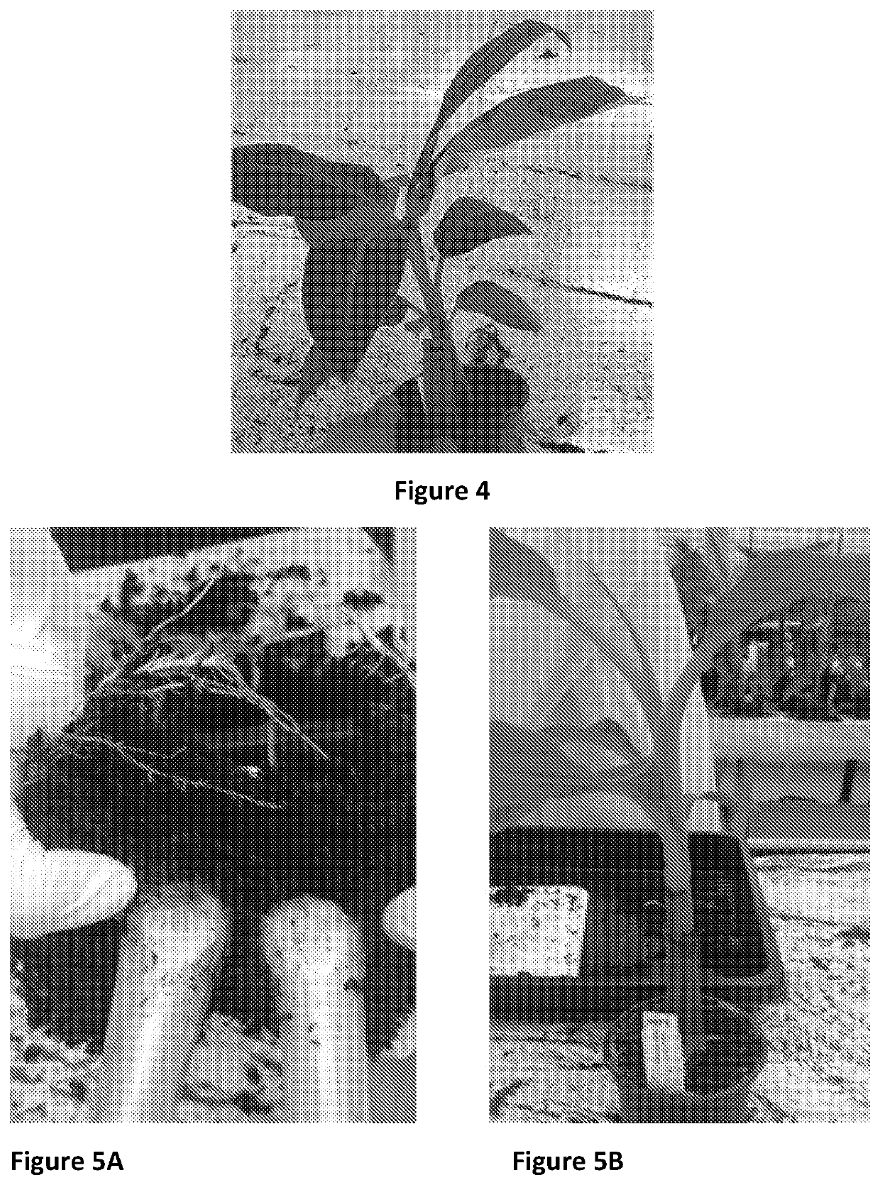 A method for producing banana plants with tolerance to fusarium oxysporum cubensis tr4