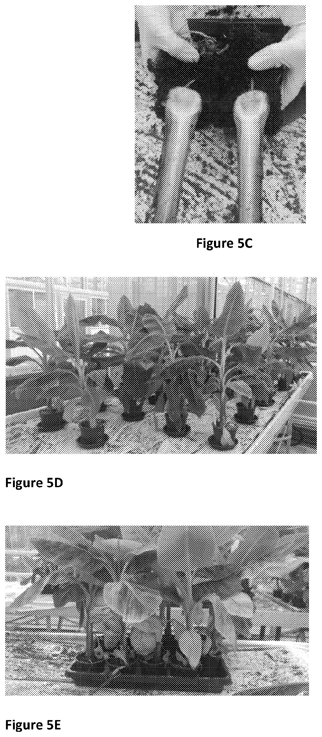 A method for producing banana plants with tolerance to fusarium oxysporum cubensis tr4