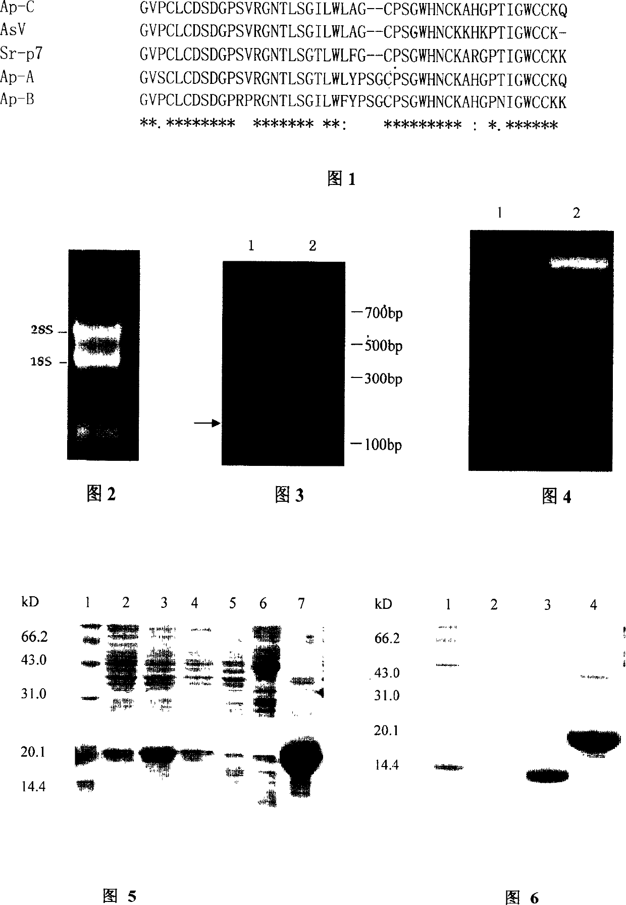 Sea anemone neurotoxin gene Sr7 and application thereof