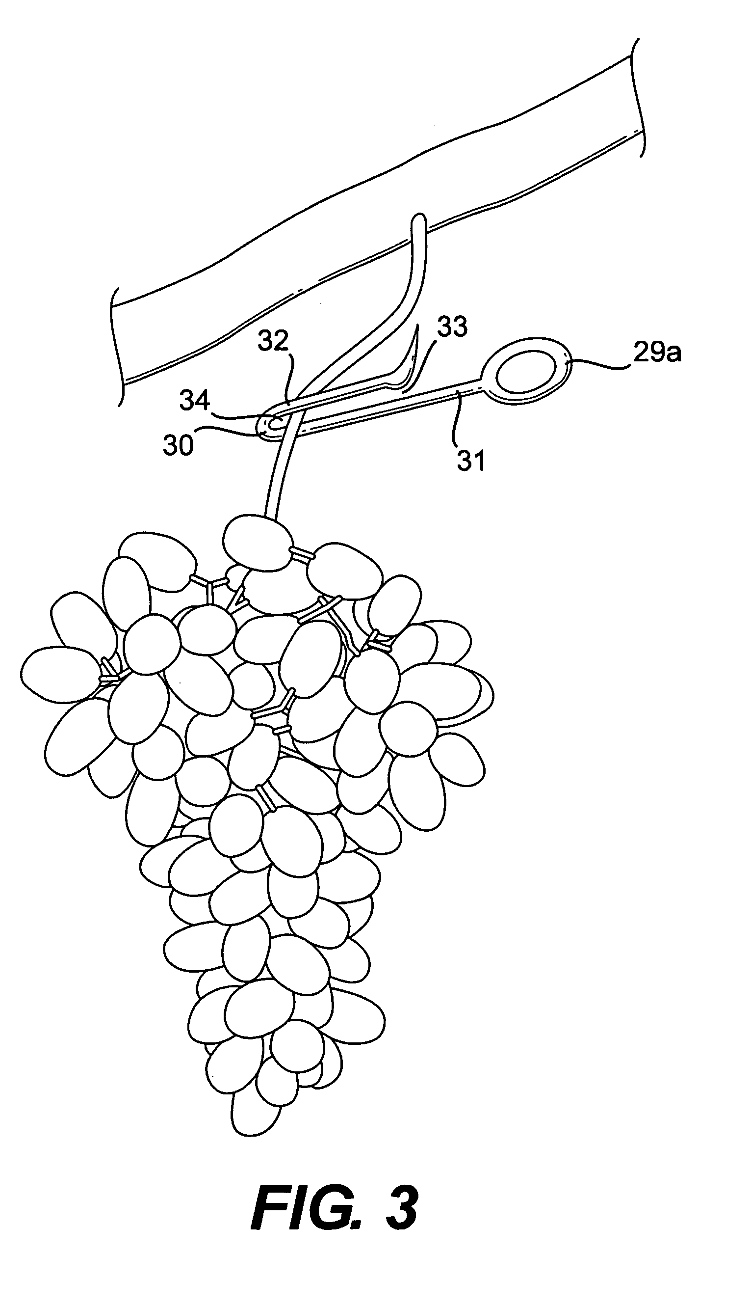 System and method for harvesting grape clusters