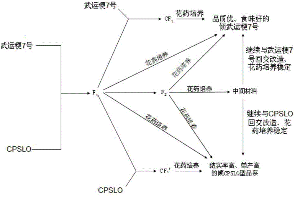 A method of aggregation breeding using distant hybridization and anther culture technology of Chinese and American rice
