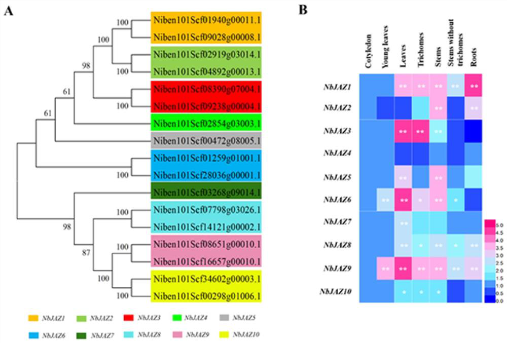 Nicotiana benthamiana secreting type glandular hair regulation gene NbJAZ3 as well as expression vector and application thereof