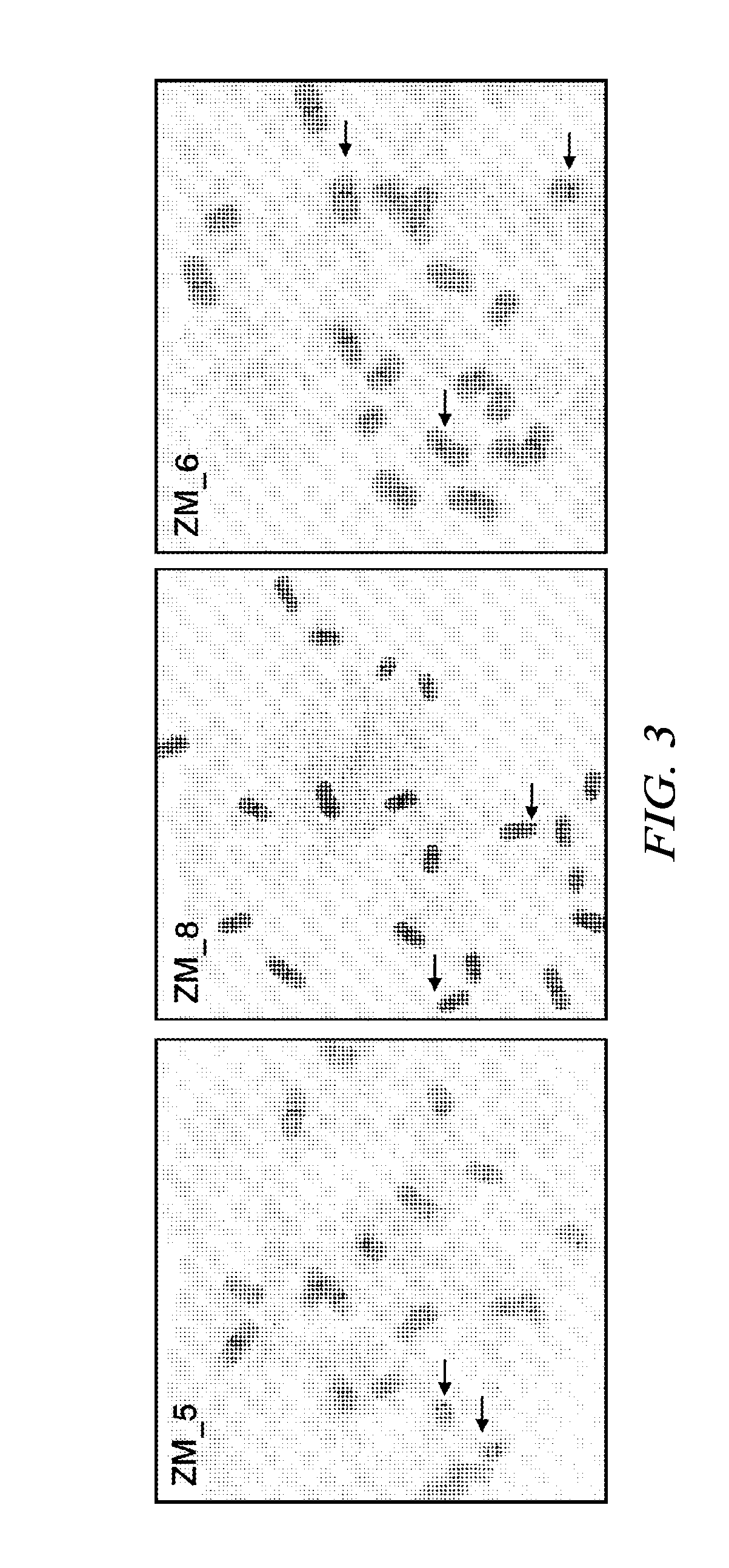 Methods and Compositions for Expression of Transgenes in Plants