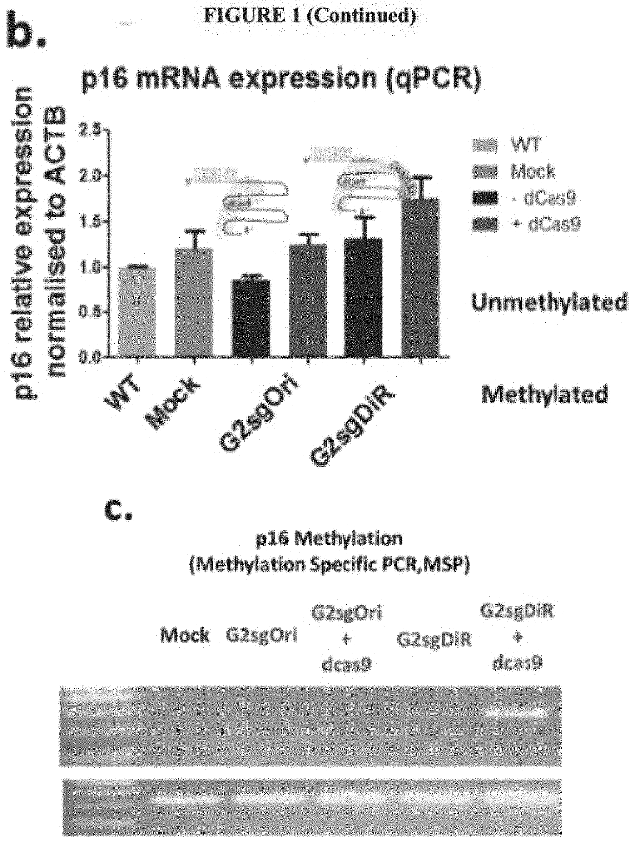 Methods and compositions for gene specific demethylation and activation