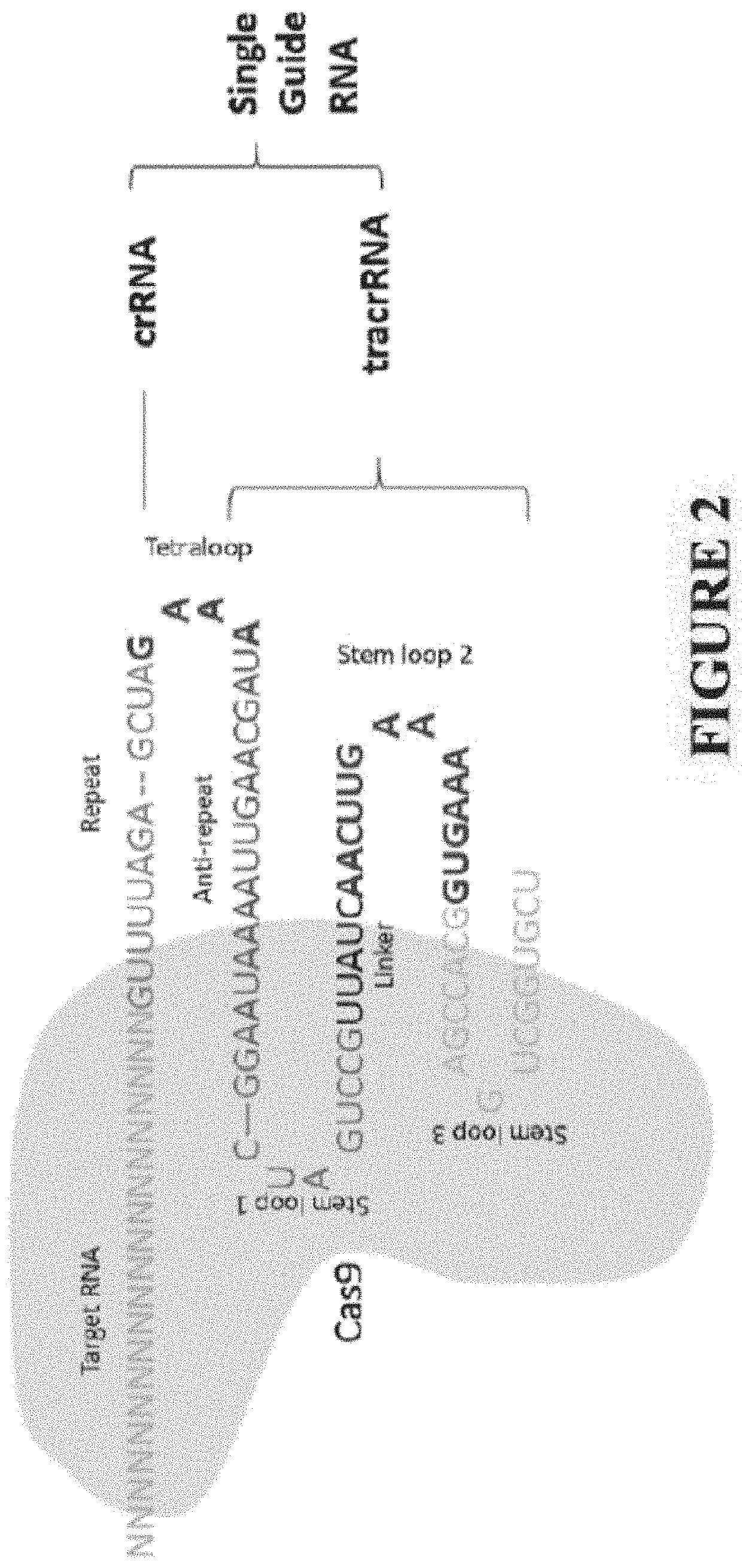 Methods and compositions for gene specific demethylation and activation