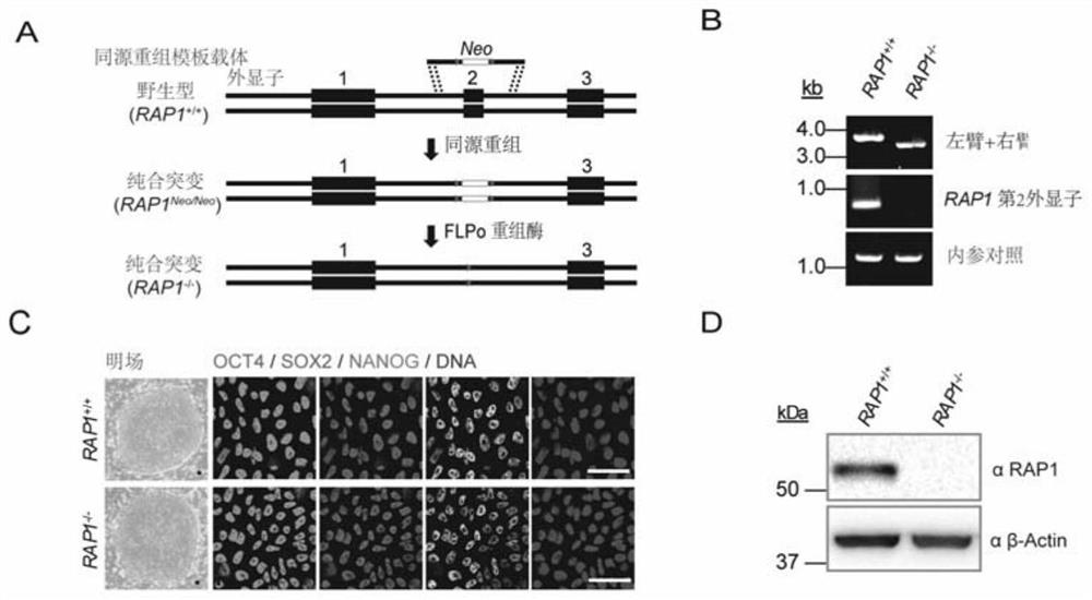 Mesenchymal stem cell model with loss of rap1 function and its construction method and application