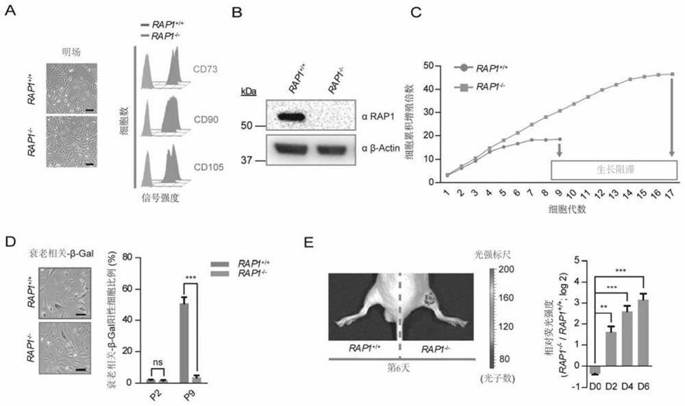 Mesenchymal stem cell model with loss of rap1 function and its construction method and application