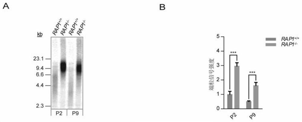 Mesenchymal stem cell model with loss of rap1 function and its construction method and application