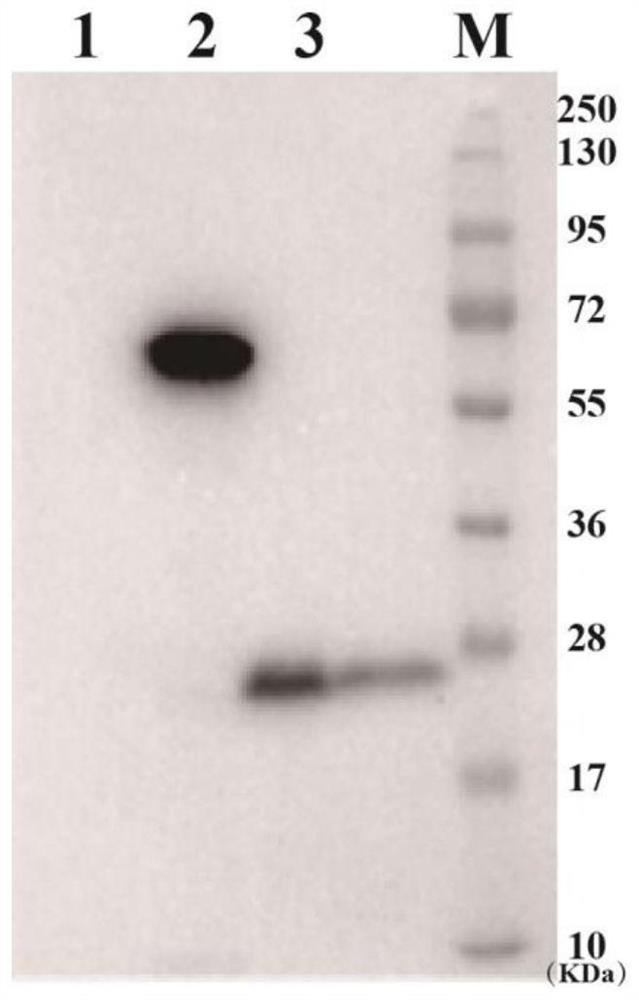 A kind of non-integrated listeria vaccine and anti-tumor immune response method