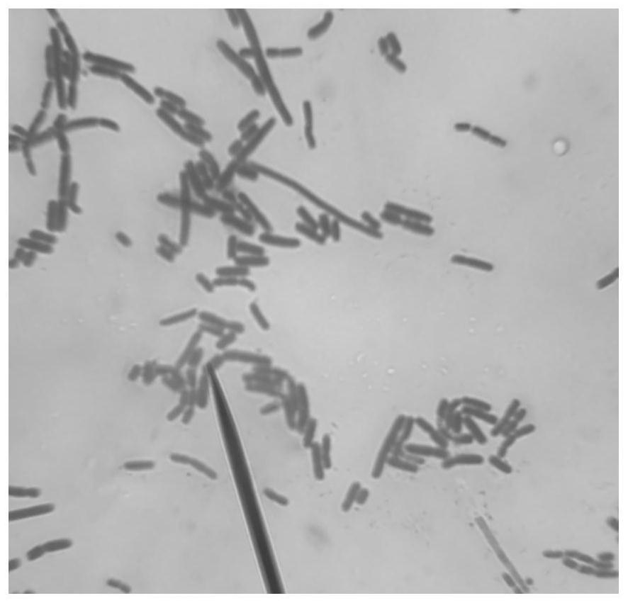 A strain of Lactobacillus that inhibits pedv adhesion