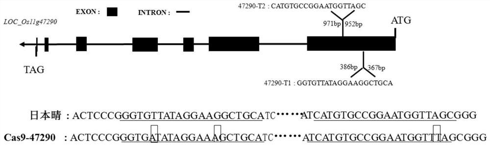 Rice receptor kinase gene loc_os11g47290 and its encoded protein and application