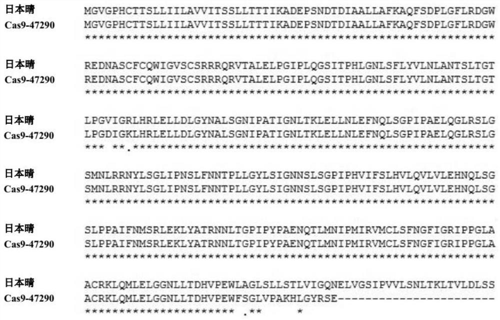 Rice receptor kinase gene loc_os11g47290 and its encoded protein and application