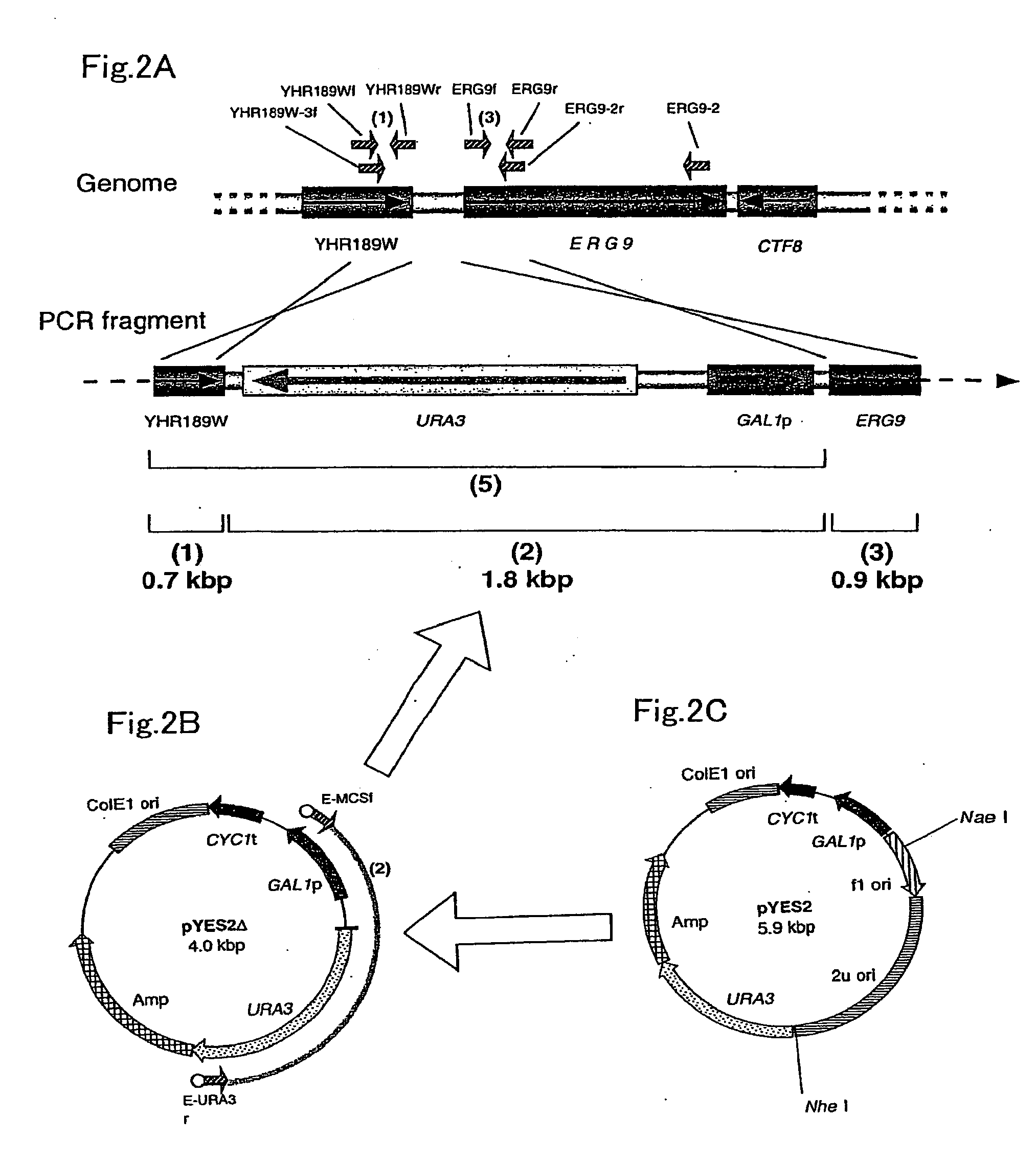 Process for producing prenyl alcohols