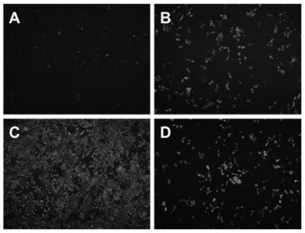 carry type 2 bvdv-e  <sup>rns</sup> Construction method of genetically high fecundity classical swine fever attenuated marker vaccine