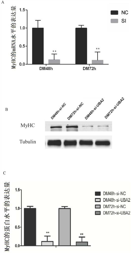 Method for inhibiting proliferation and myogenic differentiation of bovine skeletal muscle satellite cells by interfering UBA2 expression