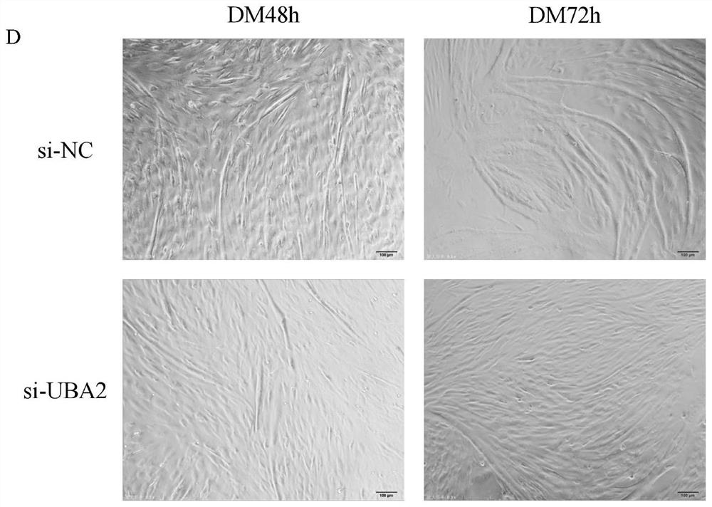 Method for inhibiting proliferation and myogenic differentiation of bovine skeletal muscle satellite cells by interfering UBA2 expression