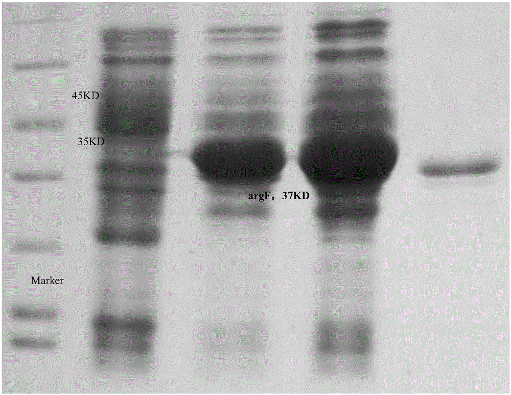 Enterobacter glyphosate-tolerant gene argF, and coding protein and application thereof