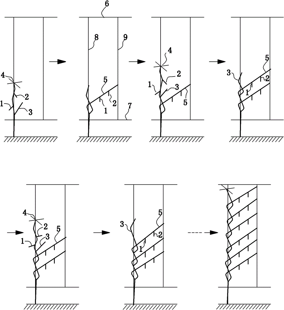Method for pruning tomato bearing branch leaning to one side
