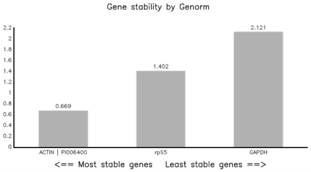 Internal reference genes and their primers and applications in the growth and infection stages of Phytophthora litchie