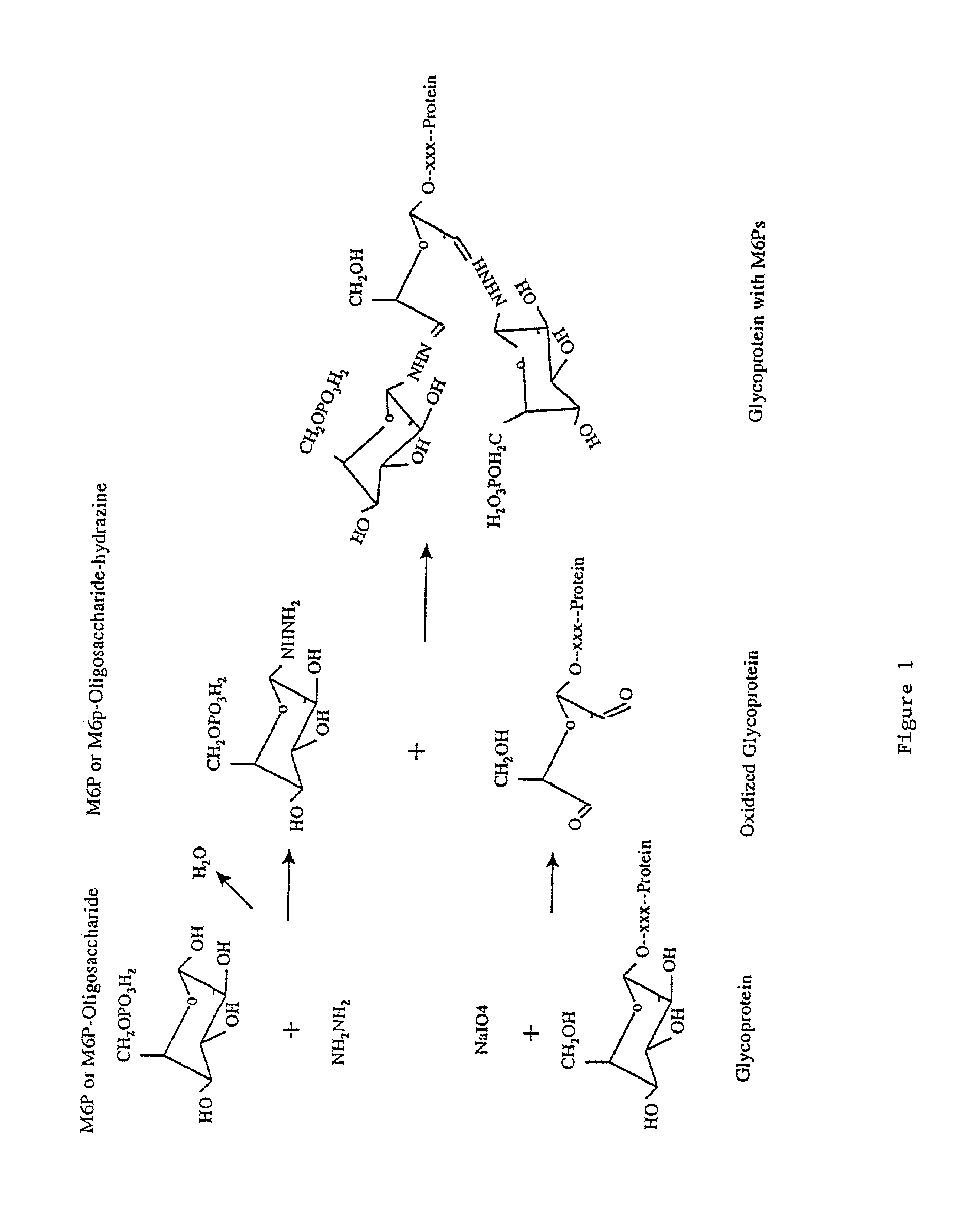 Methods for introducing mannose 6-phosphate and other oligosacharides onto glycoproteins