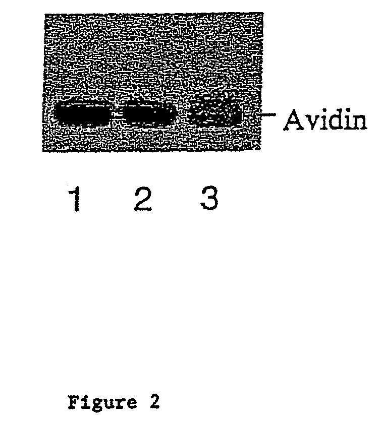 Methods for introducing mannose 6-phosphate and other oligosacharides onto glycoproteins