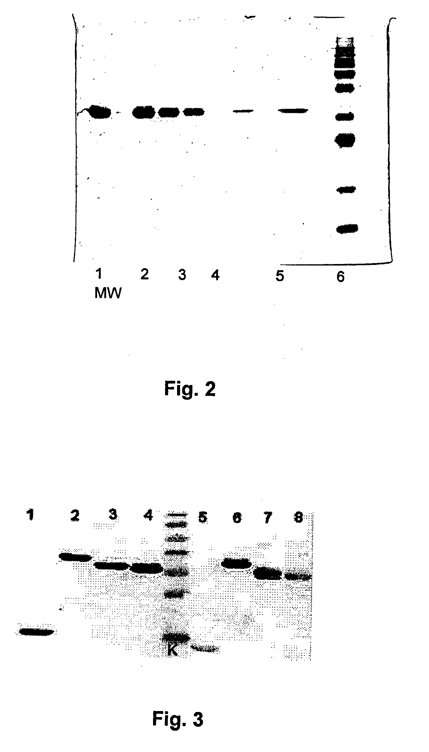 Derivatives of recombinant proteins, homo-multimers of granulocyte colony-stimulating factor and method of preparation thereof