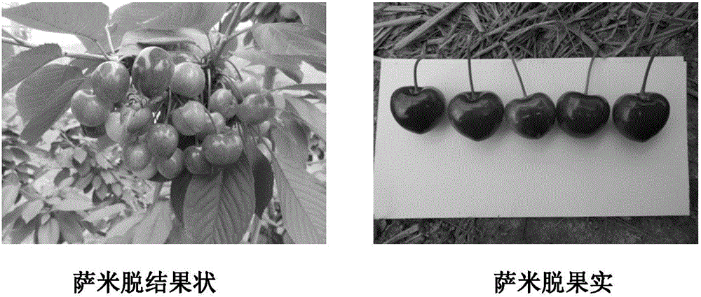 Cultivation method of sweet cherry in alpine regions