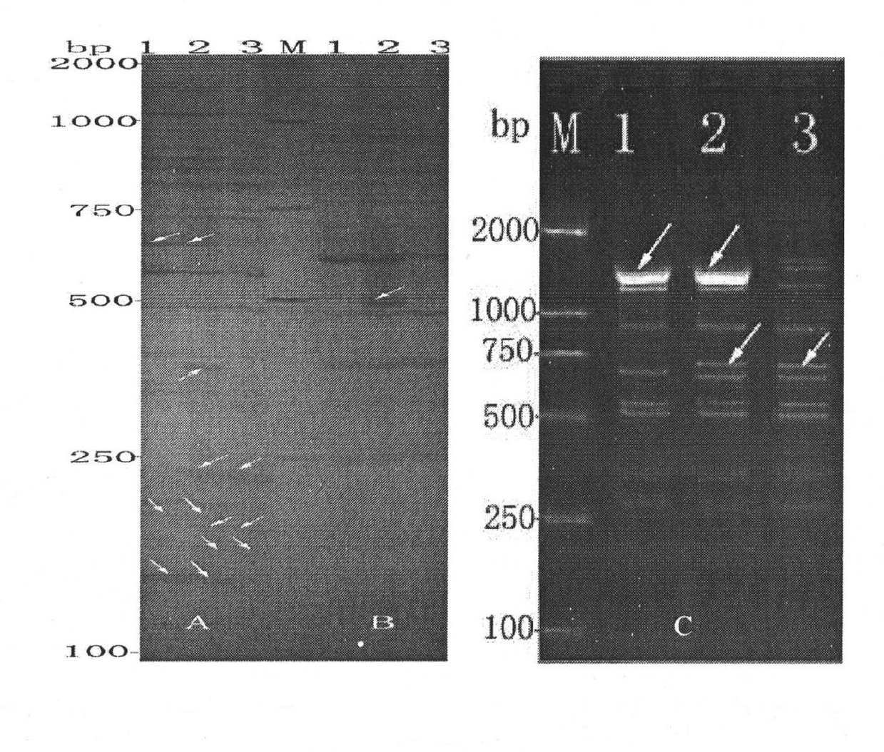 Method for establishing cauliflower hybrid seed DNA (deoxyribonucleic acid) fingerprint spectrum and application thereof