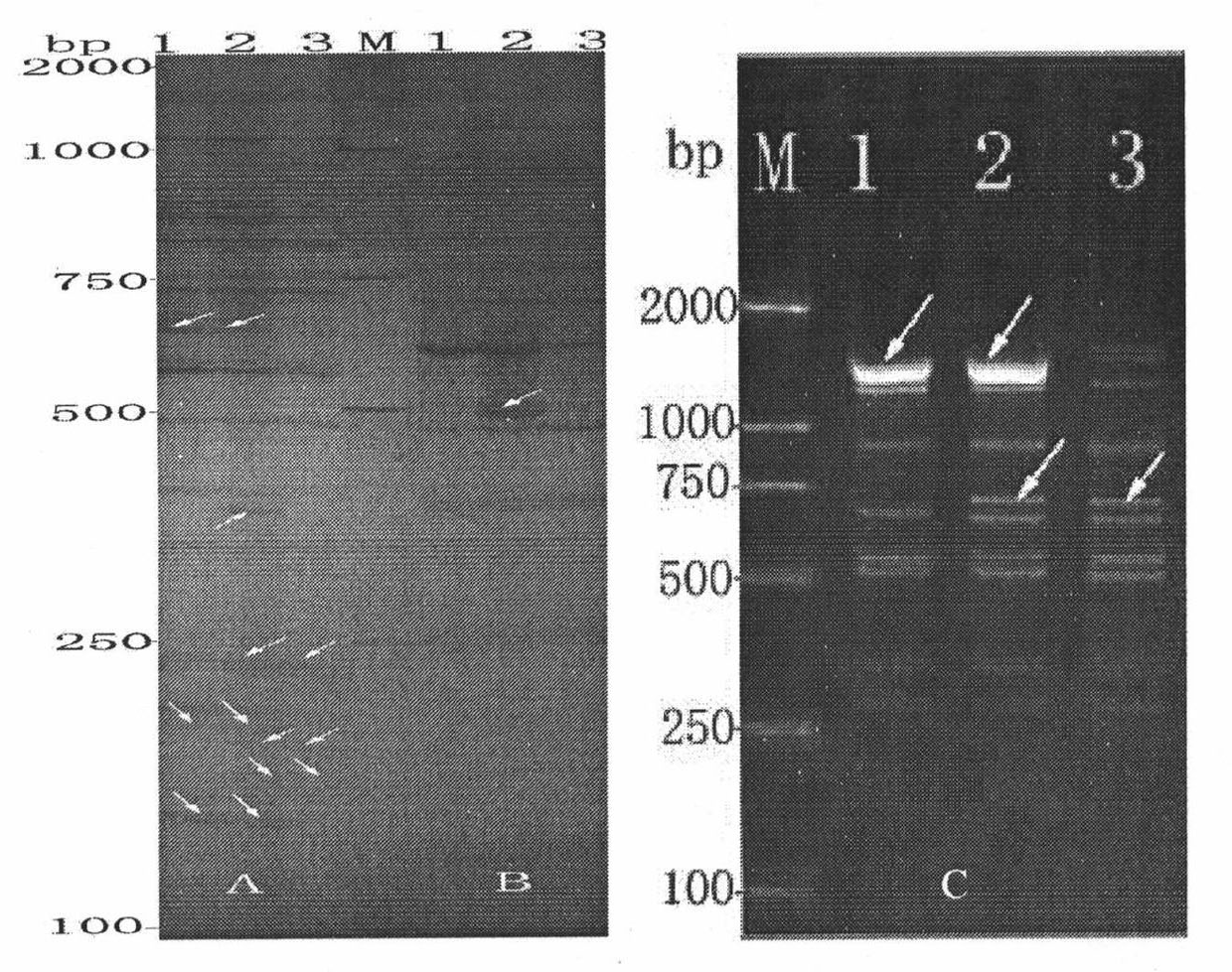 Method for establishing cauliflower hybrid seed DNA (deoxyribonucleic acid) fingerprint spectrum and application thereof