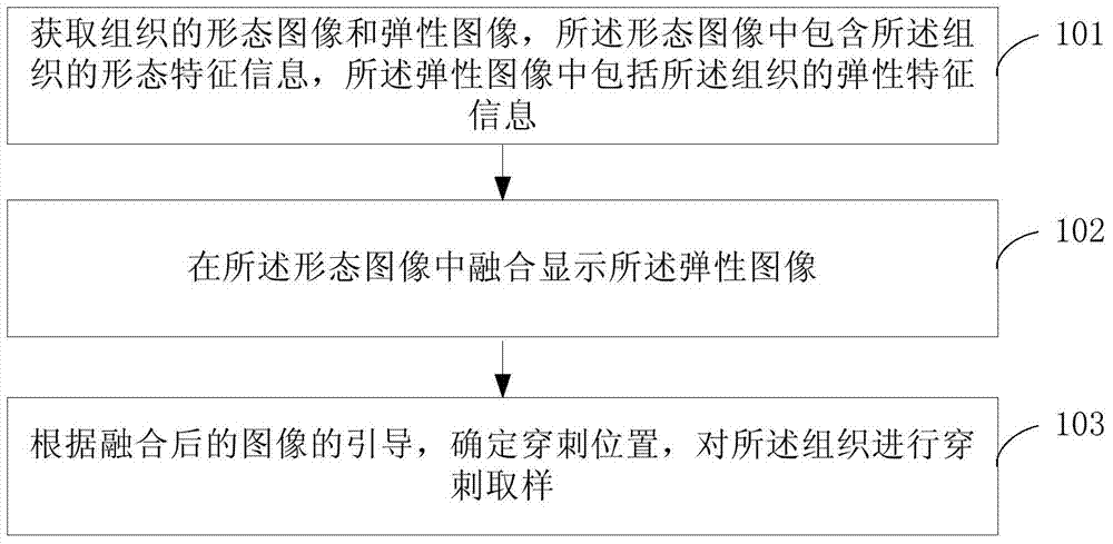 Method for processing form and elasticity information of tissue and elasticity detection apparatus
