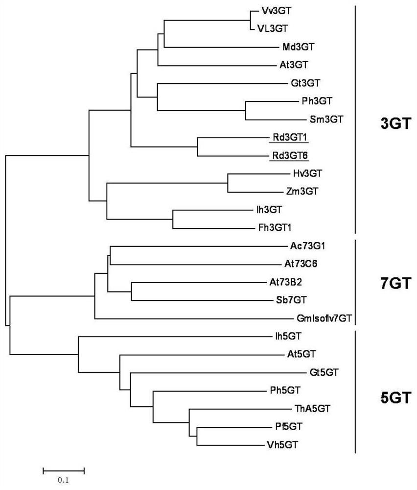 Plant anthocyanin metabolism related gene Rd3GTs as well as encoding protein and application thereof