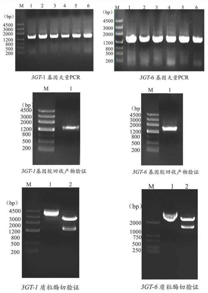 Plant anthocyanin metabolism related gene Rd3GTs as well as encoding protein and application thereof