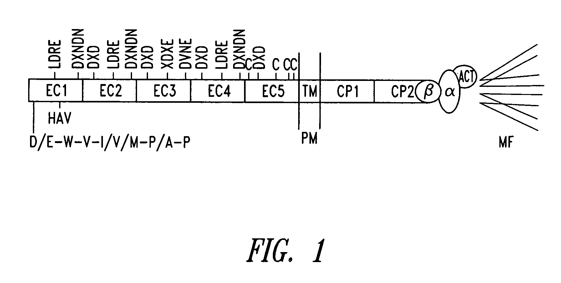 Compounds and methods for modulating functions of classical cadherins