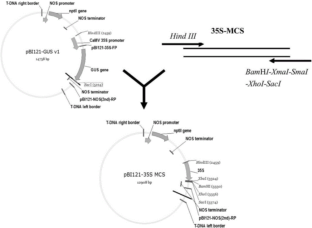 Transgenic method capable of increasing grease content of nutritive tissue of plants, expression vector and application